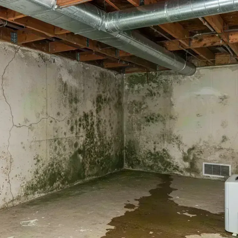 Professional Mold Removal in Southampton, MA